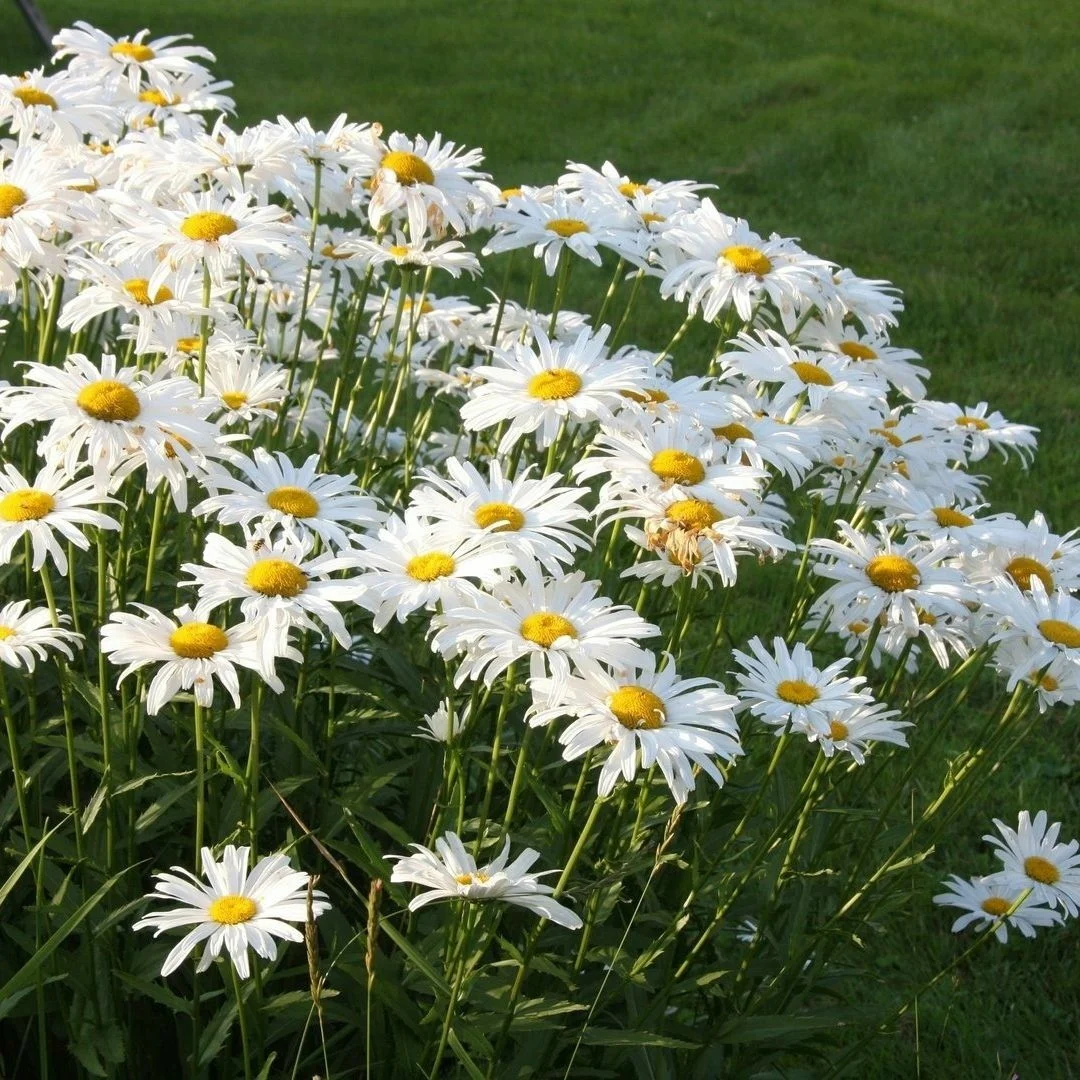 Papatyanın Sembolizmi: Masumiyetin ve Umudun Çiçeği