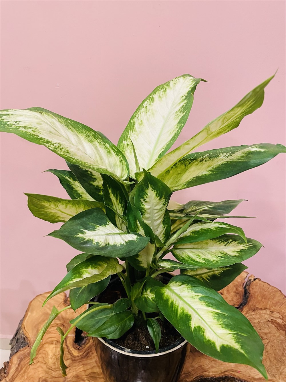 Ev Bitkilerinde Yaprak Sararması Neden Olur ve Nasıl Önlenir?